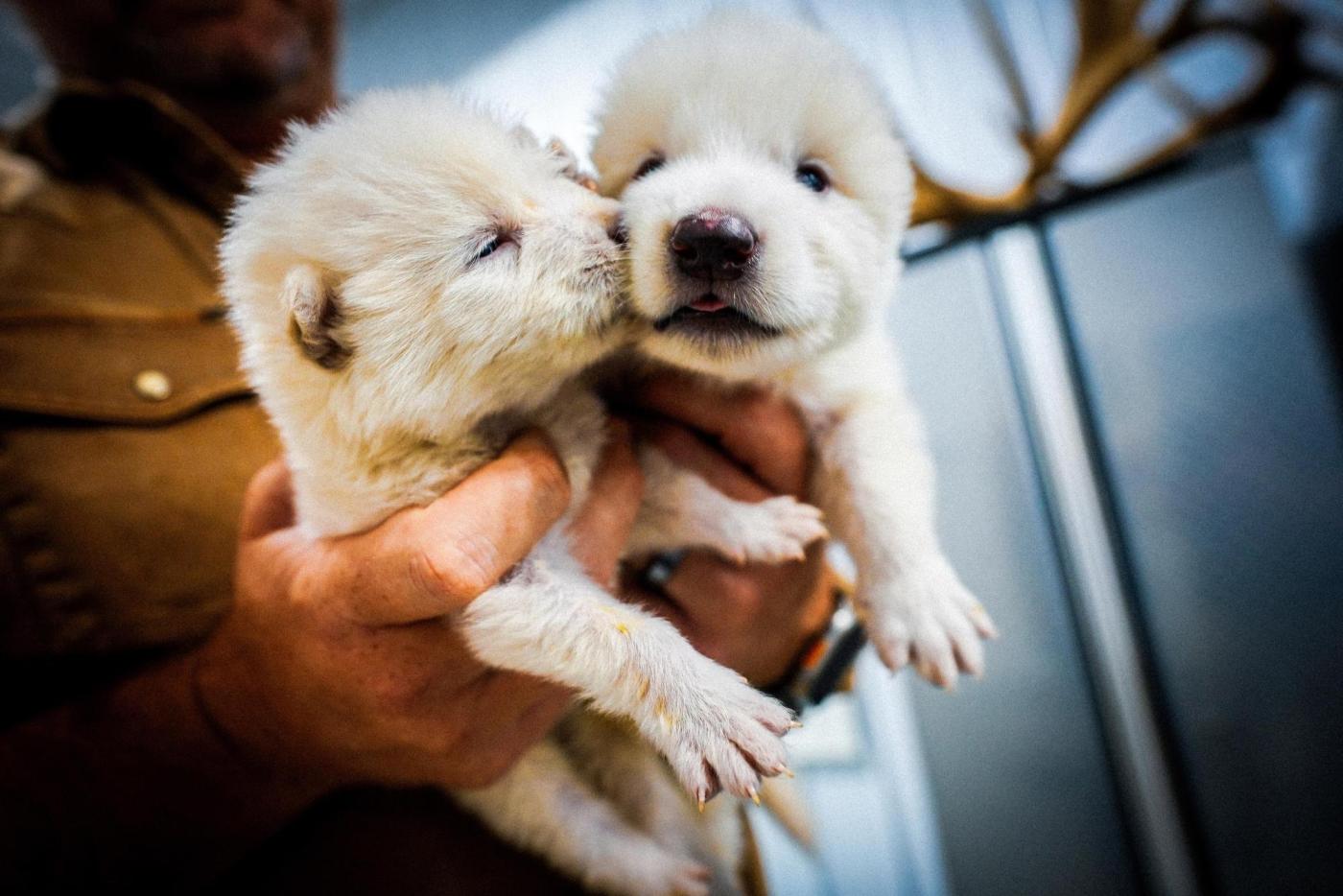 Dire wolf scientists should know “de-extinction” is a fool’s errand (Opinion)